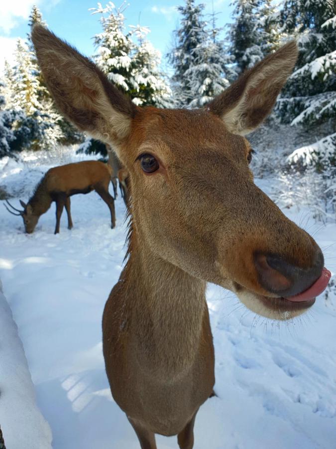 Domek Na Zaciszu Zakopane Dış mekan fotoğraf